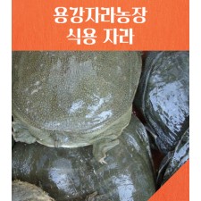 식용자라 1kg×3마리(살아있는 상태로 배송)